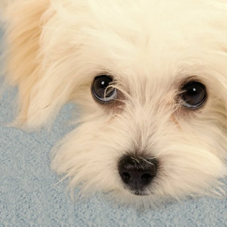 Pet Urine Stain Cleaning